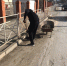 В Бабаюрте продолжается экологическая акция «чистый Бабаюрт» - Бабаюртовские вести